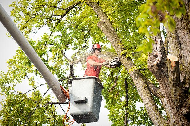 Best Tree Risk Assessment  in West Des Moines, IA